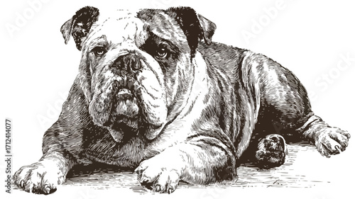 Vintage Bulldog Engraving - Majestic Canine Sitting Tall and Proud