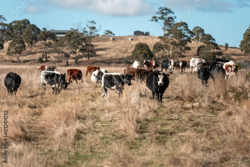 Close up of Angus and Murray Grey Cows eating long pasture in Australia