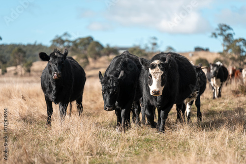 Close up of Angus and Murray Grey Cows eating long pasture in Australia