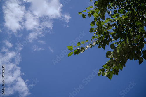 Canvas Print sky and tree