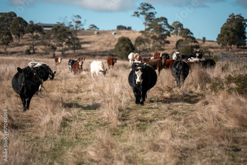 Close up of Angus and Murray Grey Cows eating long pasture in Australia