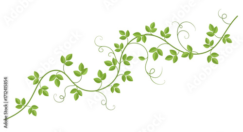 Elegant green foliage vine with delicate leaves and swirling tendrils, ideal as a botanical decorative border or natural accent for various design projects and invitations
