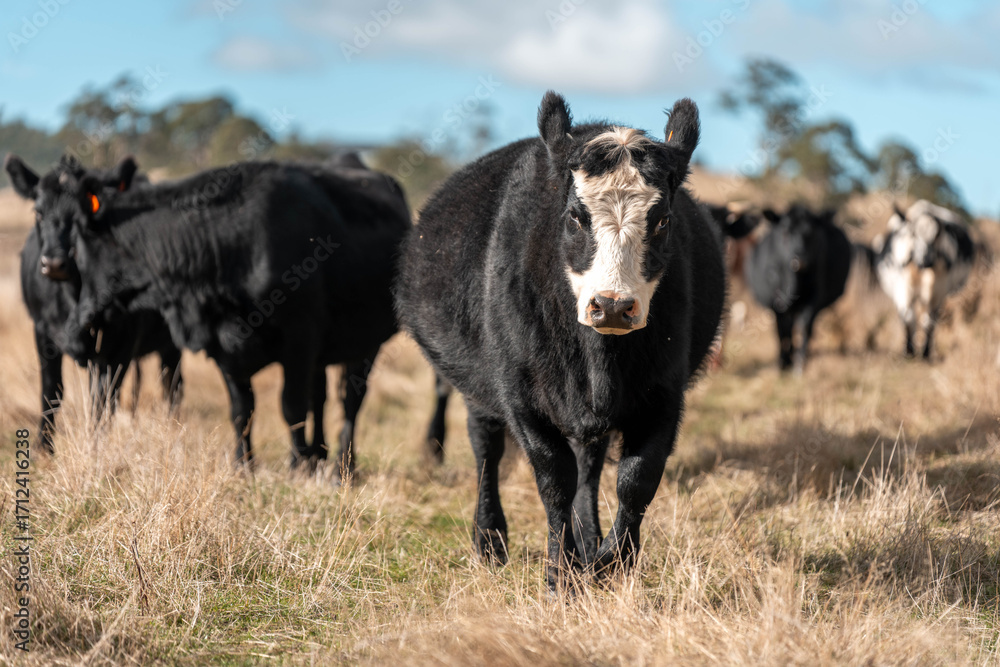 Fototapeta premium Close up of Angus and Murray Grey Cows eating long pasture in Australia