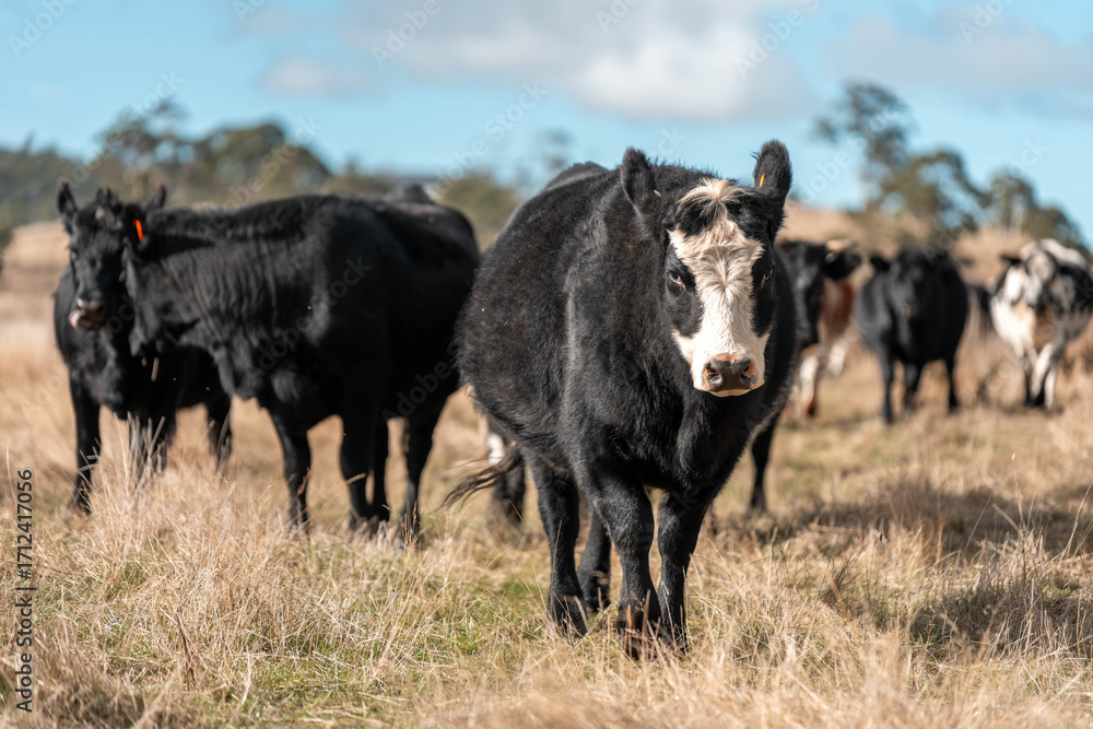 Fototapeta premium Close up of Angus and Murray Grey Cows eating long pasture in Australia