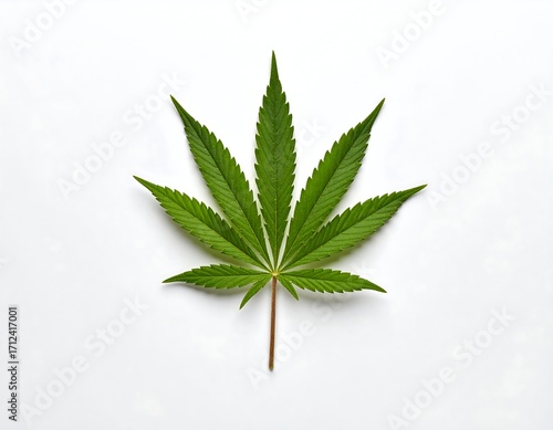 Single vibrant green cannabis leaf on white background