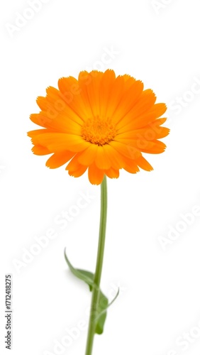 Single vibrant orange marigold on white