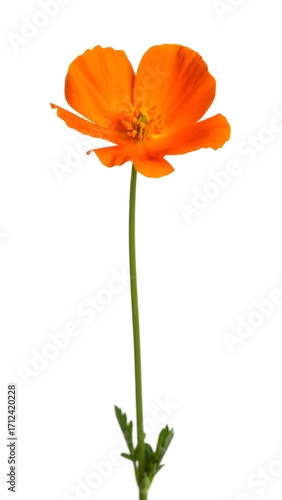 Single vibrant orange poppy against white