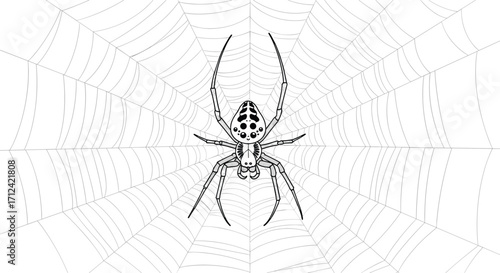 Detailed black and white drawing of an orb weaver spider on its intricate web.
