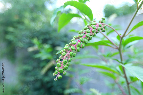 Фотография Curved raceme of immature berries on a slender pinkish stem, presented against a pale, defocused garden