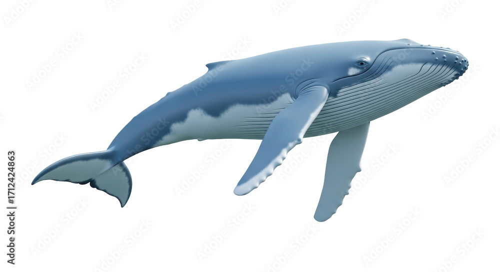 Fototapeta premium Isolated Illustration of a Humpback Whale underwater marine life aquatic organism ocean