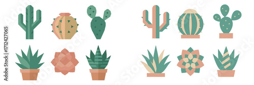 Colorful collection of various cacti and succulents in geometric designs