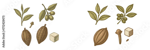 Detailed botanical illustrations featuring cacao pods and spices with leaves on a clean background