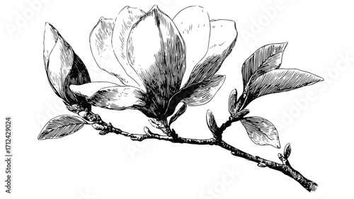 Exquisite hand-drawn magnolia flower ink sketch for elegant designs