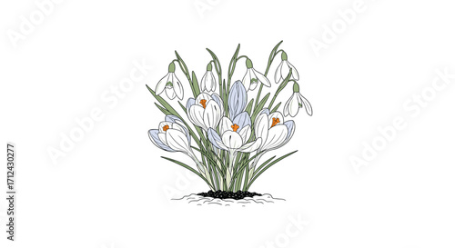 A beautiful cluster of white daffodils in full bloom with green leaves.