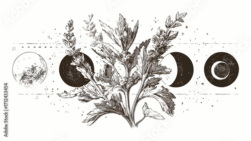 Mugwort Occult Engraving: Dream Herb with Lunar Phases