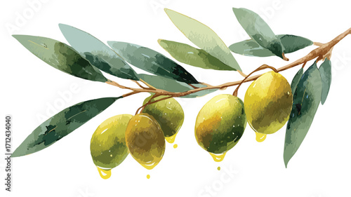 Botanical Watercolor Olive Branch Symbol Vector Illustration