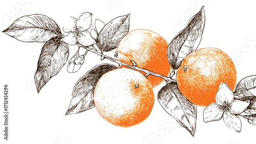 Vibrant Orange Citrus Fruit Branch Illustration for Fresh Food Concepts