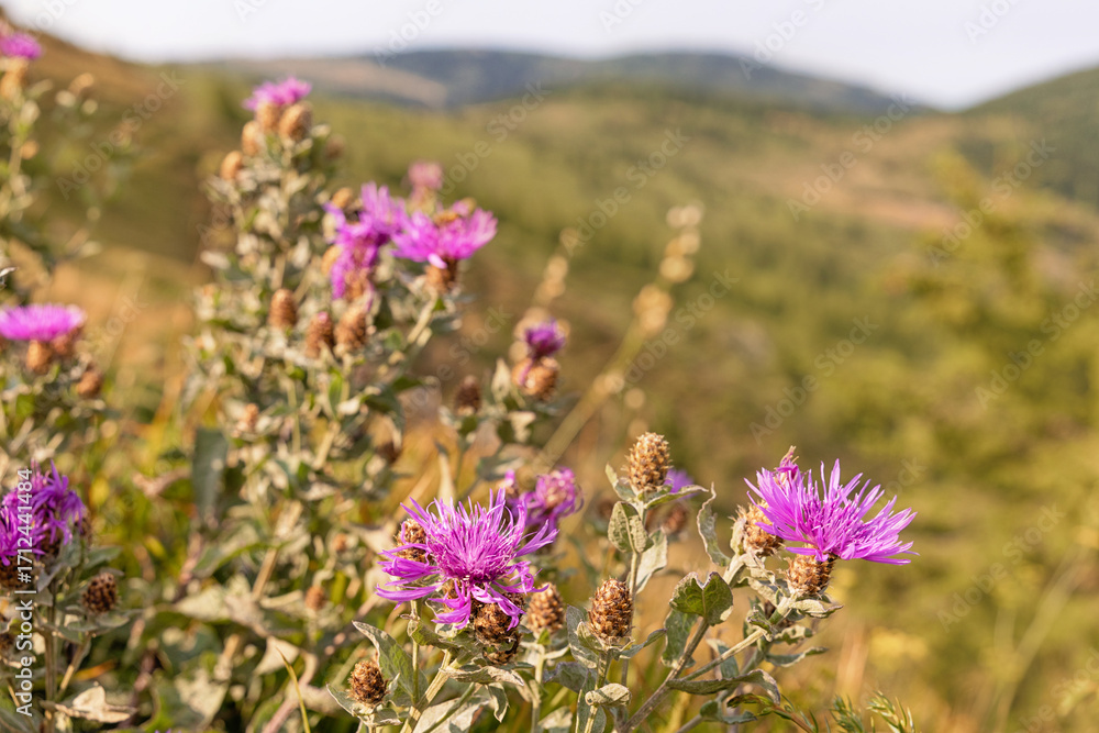 Obraz premium Blooming purple flowers and buds adorning a mountain slope, surrounded by a softly blurred background, create a serene summer landscape