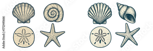 Collection of marine shells and starfish arranged artistically on a light background for a coastal theme