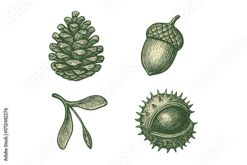 Detailed illustrations of natural elements including a pine cone, acorn, mistletoe leaves, and a chestnut shell