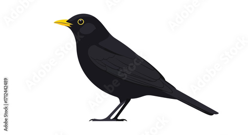 Illustration of a blackbird with yellow beak and eye, standing on its legs against a white background.