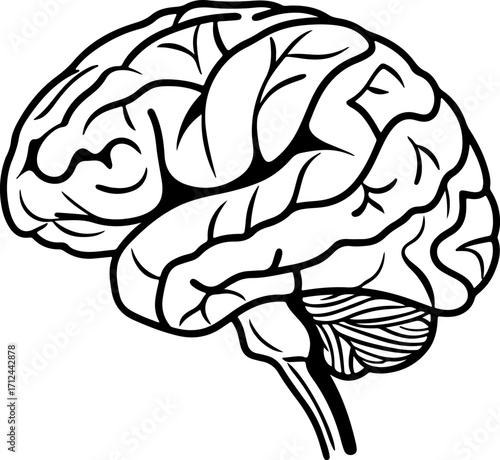 Human Brain Line Art Vector Illustration