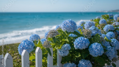 Beautiful light blue hydrangeas by a white picket fence on a beach
