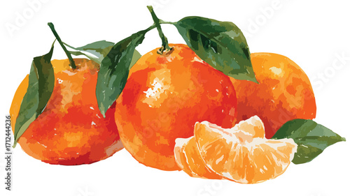 Vintage Watercolor Orange Fruit Isolated on White Background