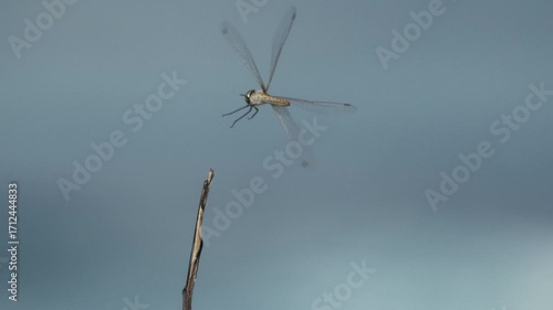 Wallpaper Mural Dragonfly perches on single thin branch, delicate wings fluttering softly in slow motion Torontodigital.ca