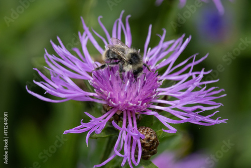 Wildbiene auf einer lila Blüte