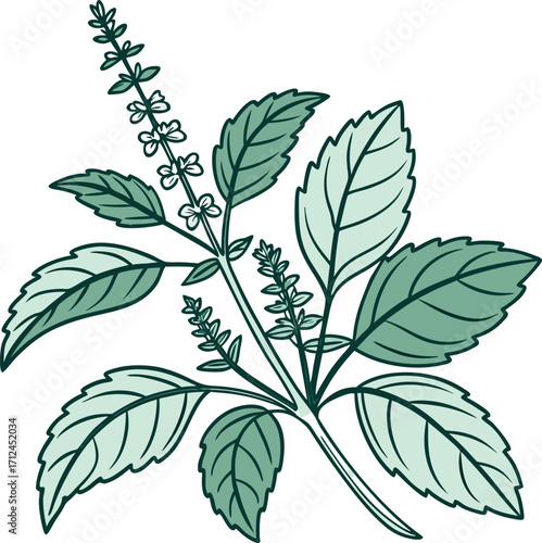 Flat vector tulsi (holy basil) leaves, soft green tones, outlined icon, isolated on white