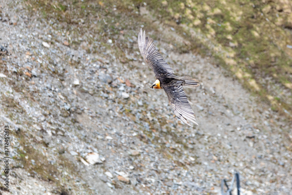 Fototapeta premium bearded vulture, bone-eating vulture, largest mountain vulture in Europe and Asia