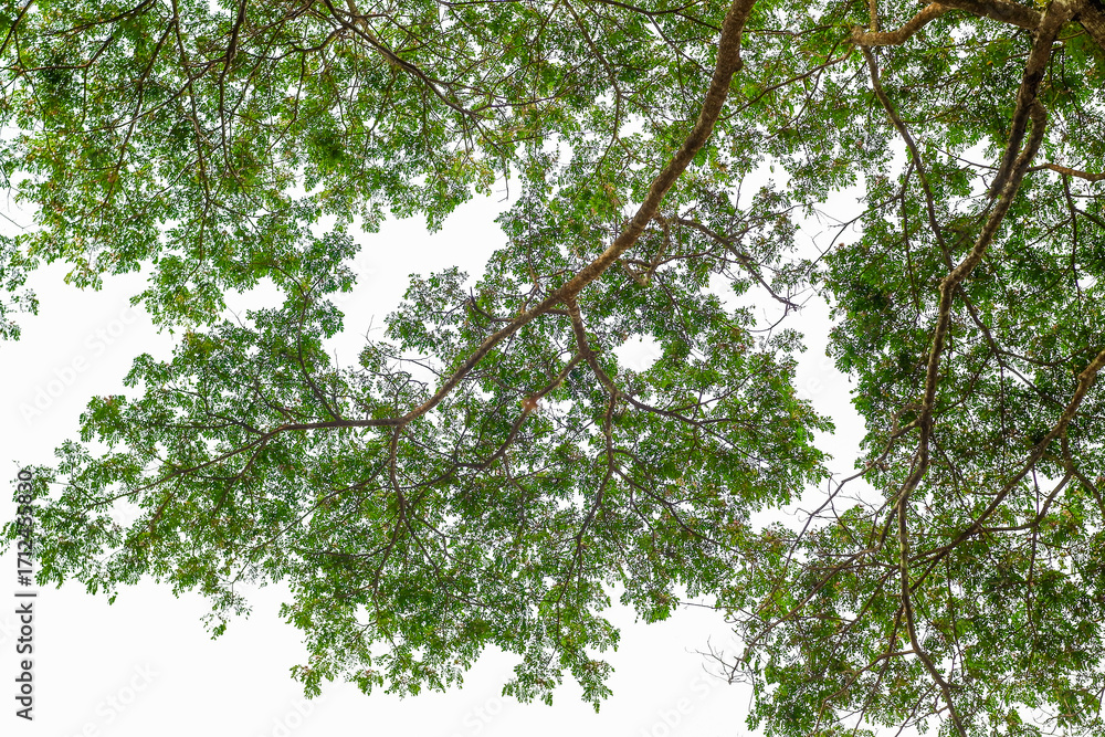 Obraz premium Beautiful view of a tree canopy, with lush green foliage and intricate branches, under a bright sky.
