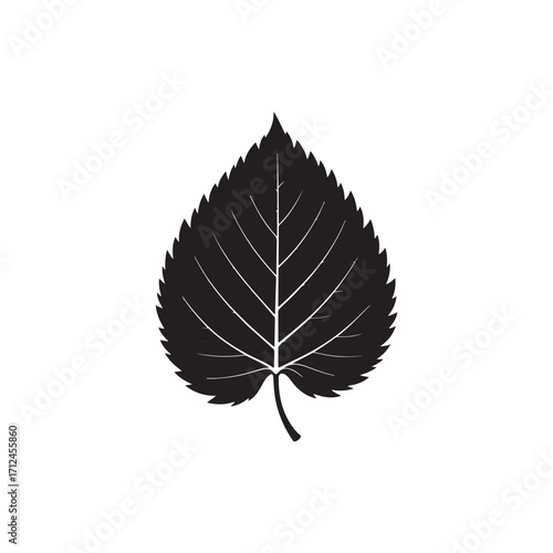 Alder Leaf Vector (3).eps