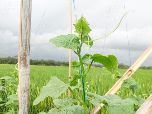 A close-up of a healthy, young cucumber plant, with its leaves and curling tendrils reaching for the sky.
