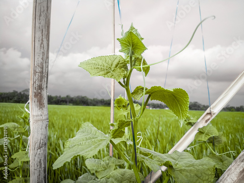 A close-up shot of a young cucumber plant with lush green leaves and winding tendrils.