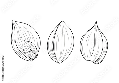 Detailed botanical illustration of three wheat grains shown in profile.
