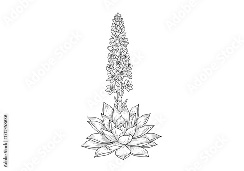 A tall green flower with small delicate leaves grows upward in a point.