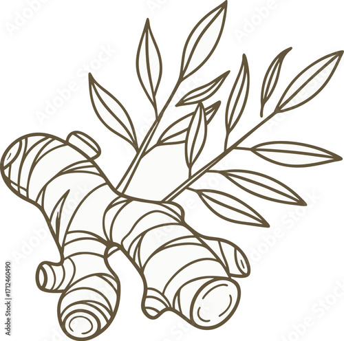 Vector line icon of ginger root, earthy beige and brown colors, modern herbal style