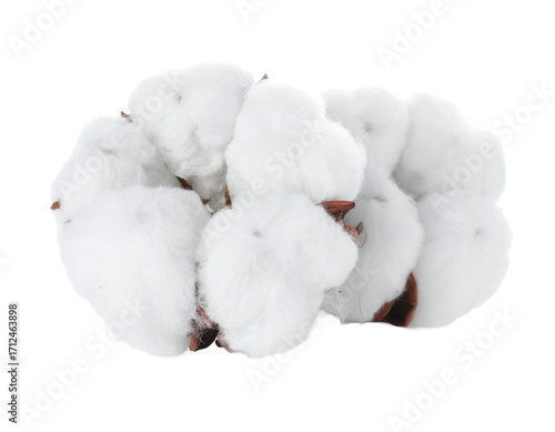 Cotton on Transparent background - White boll of Soft Cotton for Product Placement - Soft, Clean and Fresh Marketing Visuals - Cotton Flower Isolated