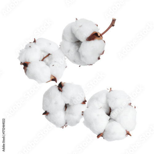 Cotton on Transparent background - White boll of Soft Cotton for Product Placement - Soft, Clean and Fresh Marketing Visuals - Cotton Flower Isolated