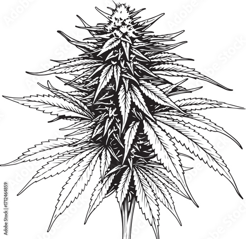 Marijuana Plant Farm Plantation Cannabis Hemp Weed CBD THC Vector Illustration, Sketch Drawing Line Linear Symbol Icon Engraving, Hand-drawn Doodle Black and White Isolated
