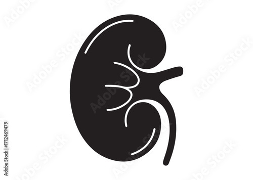 Kidney line art vector, Kidney Icon