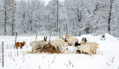 Nubian goats forage in the snow covered hay for a winter meal in Missouri. Snow covered branches provide a winter wonderland background. Bokeh.