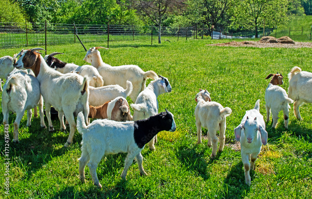 Obraz premium An active herd of goats on the lush green farm land in Missouri. Bokeh.