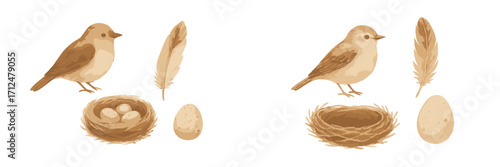 Birds, nests, and eggs in warm colors showcasing nature's delicate beauty and life cycle