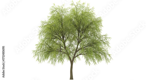 Fotografie Isolated graceful weeping willow tree casting pleasant shade in park or garden s