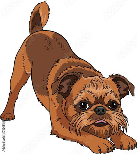 Brussels Griffon dog playful bow pose vector illustration