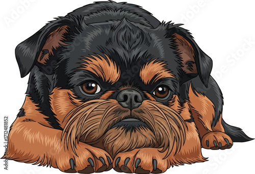 Brussels Griffon dog lying down relaxed cute vector illustration