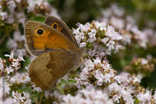kleines Wiesenvögelchen auf hellen Blüten